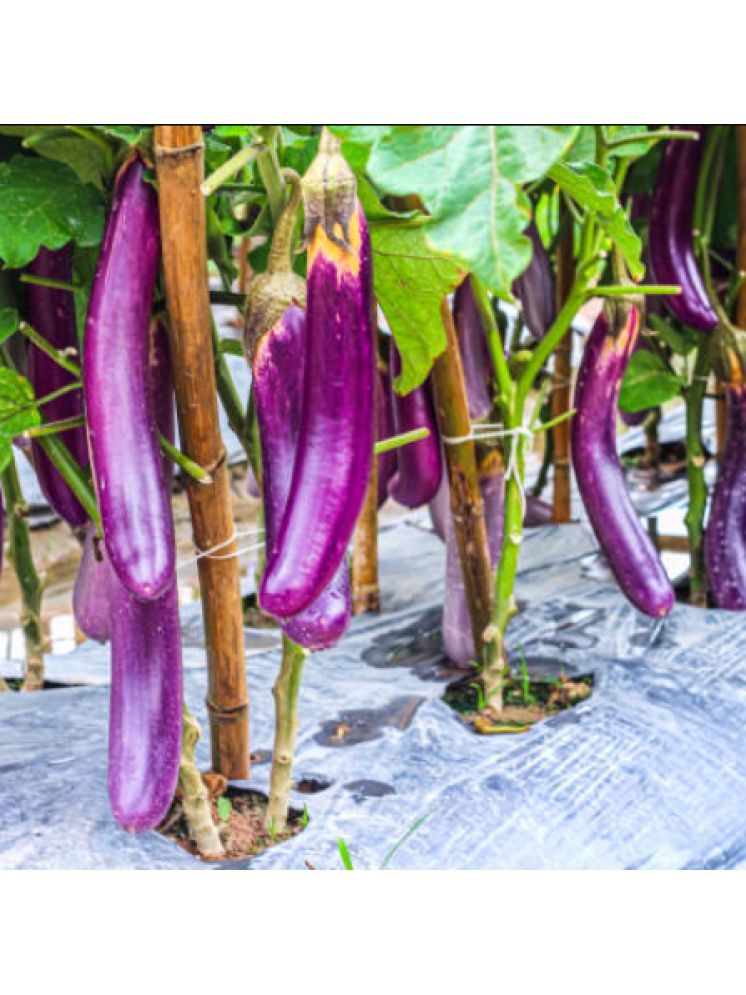     			Jignisha Seeds Hybrid Purple Long Brinjal Vegetable ( 50 Seeds )