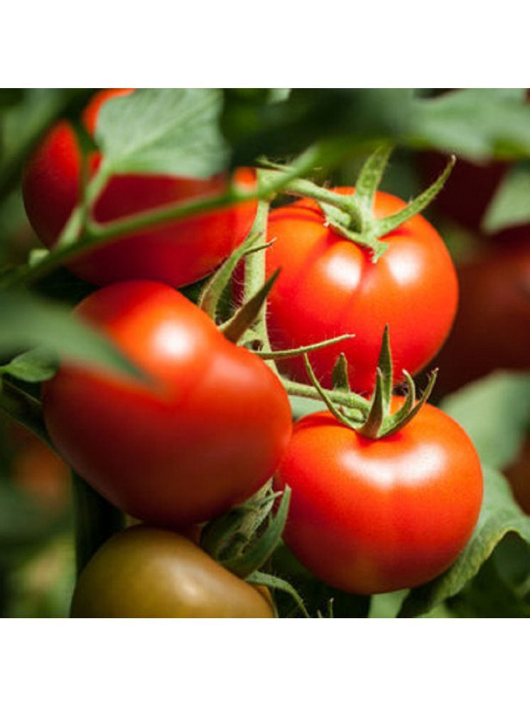     			Jignisha Seeds Hybrid Tomato Vegetable ( 250 Seeds )