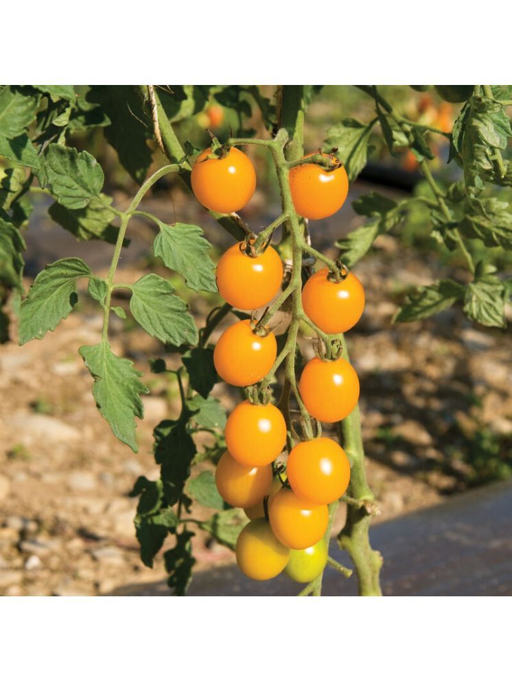     			Jignisha Seeds Hybrid Tomato Vegetable ( 50 Seeds )