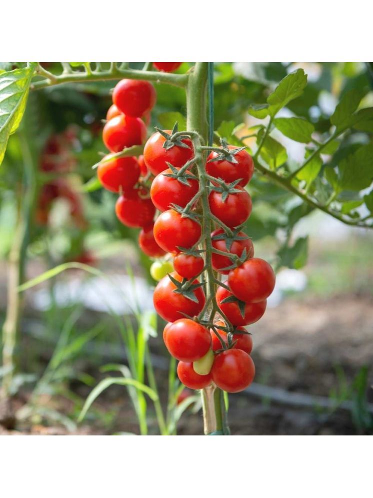     			Jignisha Seeds Hybrid Tomato Vegetable ( 50 Seeds )