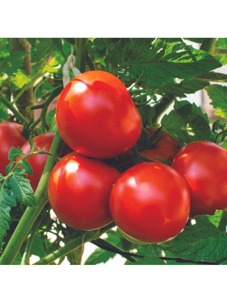     			Jignisha Seeds Hybrid Tomato Vegetable ( 250 Seeds )