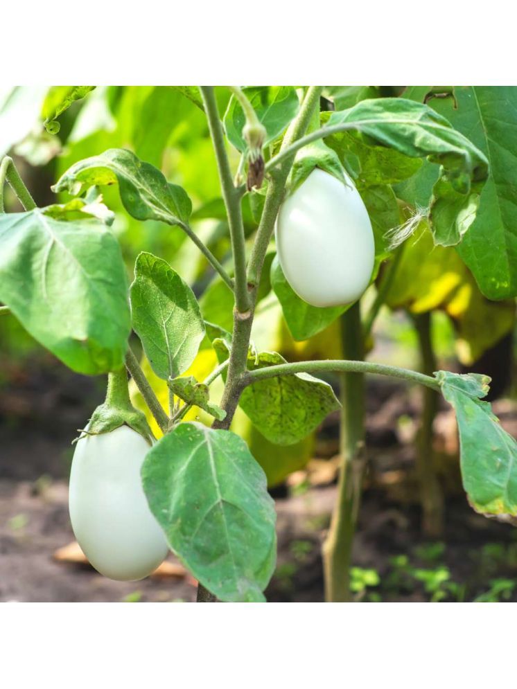     			Jignisha Seeds Hybrid White Brinjal Vegetable ( 50 Seeds )