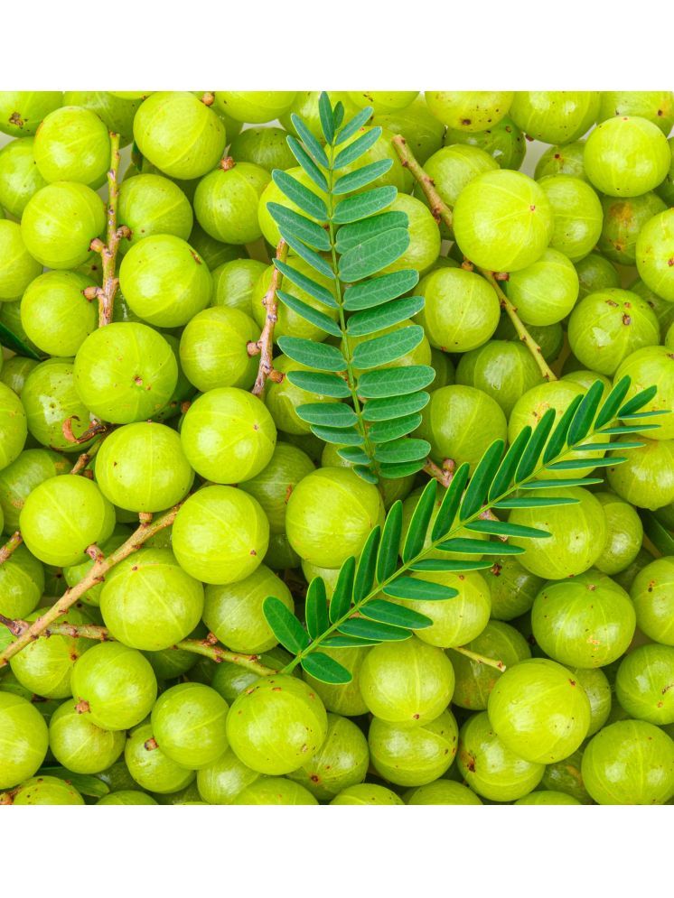     			Jignisha Seeds Indian Gooseberry Fruit ( 30 Seeds )