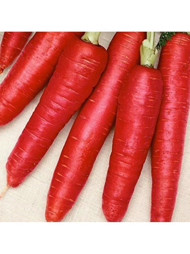     			Jignisha Seeds Organic Carrot Vegetable ( 50 Seeds )