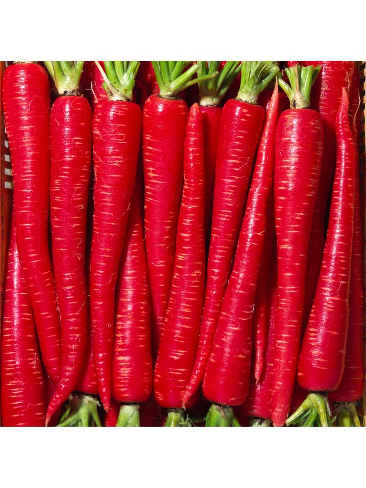     			Jignisha Seeds Organic Red Carrot Vegetable ( 50 Seeds )