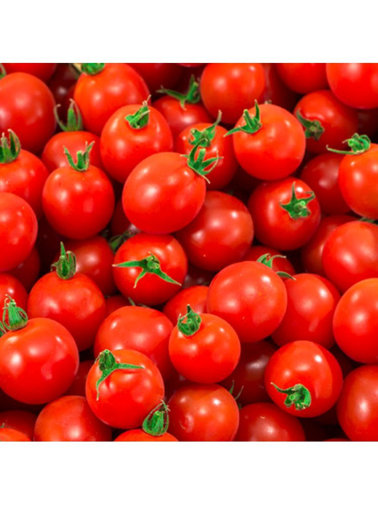     			Jignisha Seeds Organic Tomato Vegetable ( 50 Seeds )