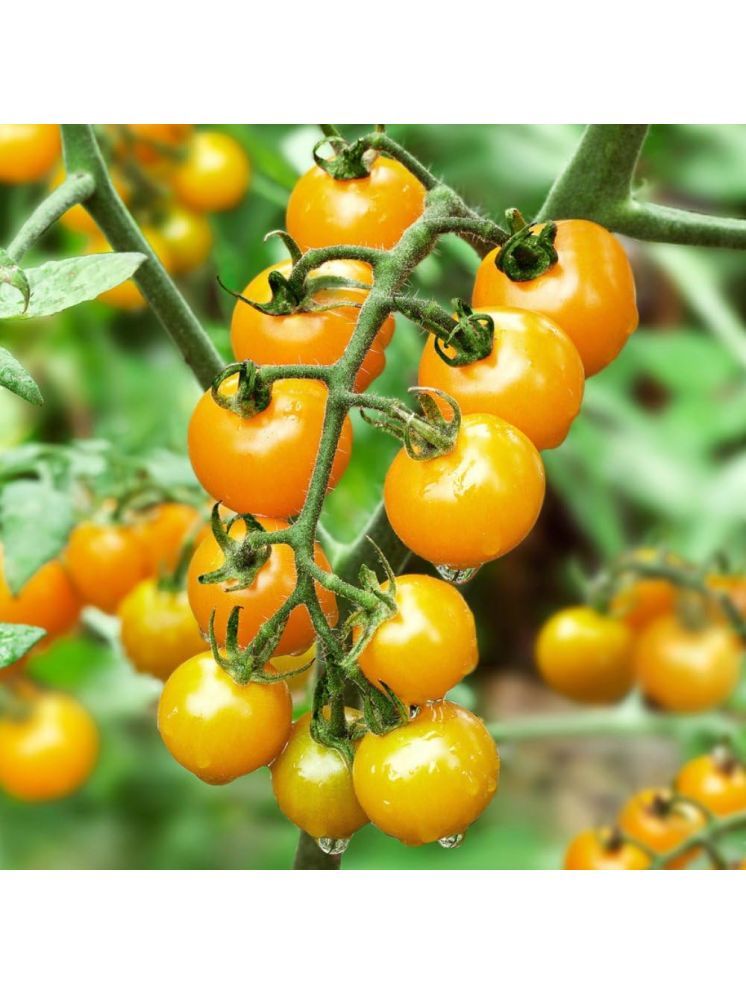     			Jignisha Seeds Organic Yellow Cherry Tomato Vegetable ( 50 Seeds )