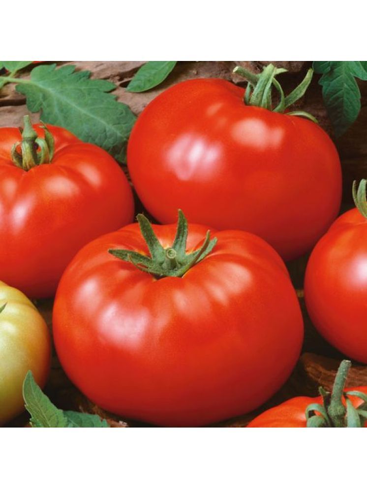     			Jignisha Seeds Tomato Vegetable ( 250 Seeds )