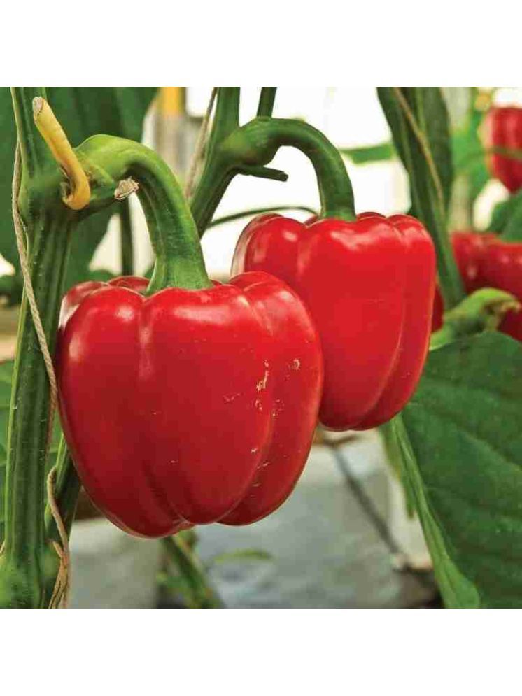     			Jignisha Seeds Capsicum Vegetable ( 50 Seeds )