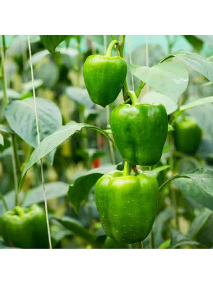     			Jignisha Seeds Capsicum Vegetable ( 50 Seeds )