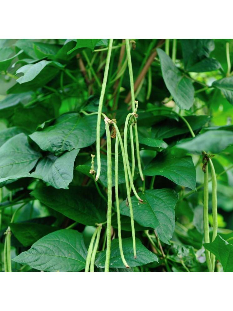     			Jignisha Seeds Hybrid Barbati Vegetable ( 50 Seeds )