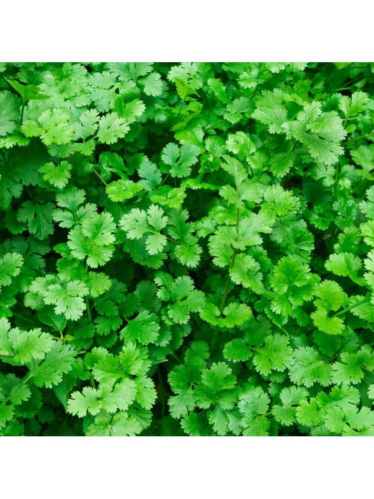     			Jignisha Seeds Hybrid Coriander Vegetable ( 100 Seeds )