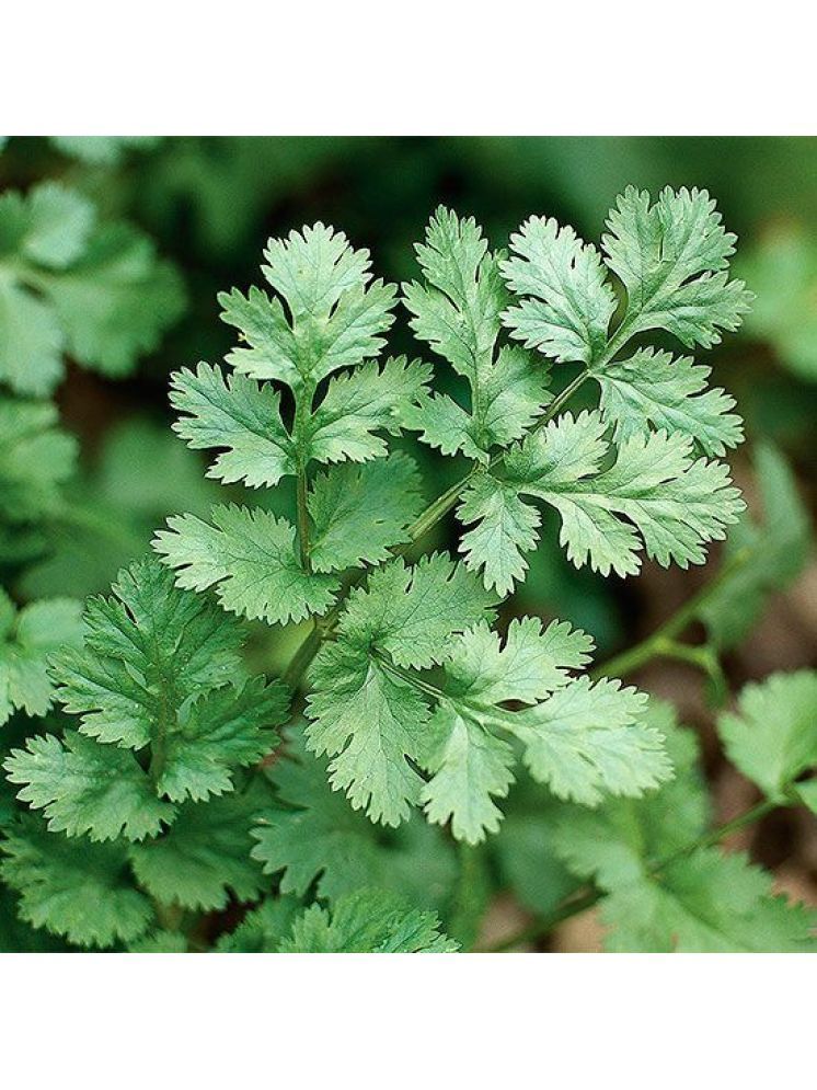     			Jignisha Seeds Hybrid Coriander Vegetable ( 100 Seeds )