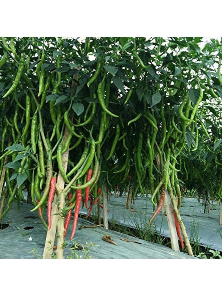     			Jignisha Seeds Hybrid Green Chilli Vegetable ( 50 Seeds )