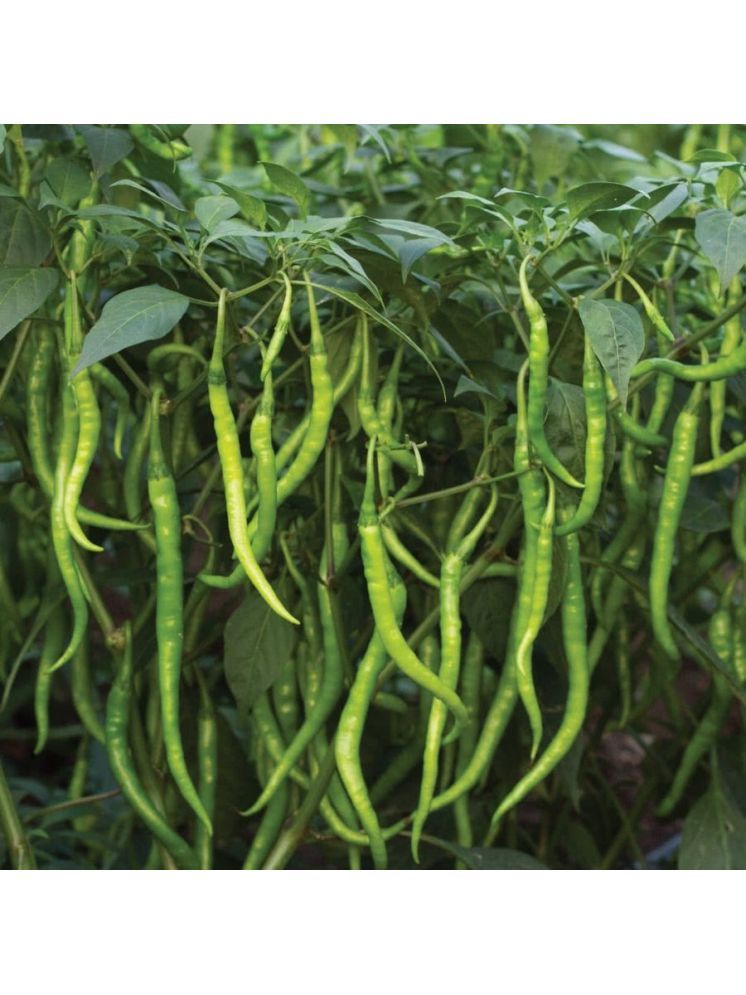     			Jignisha Seeds Hybrid Green Chilli Vegetable ( 50 Seeds )