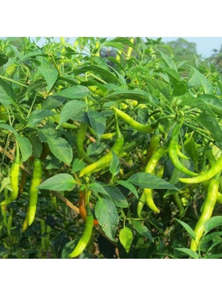     			Jignisha Seeds Hybrid Green Chilli Vegetable ( 50 Seeds )