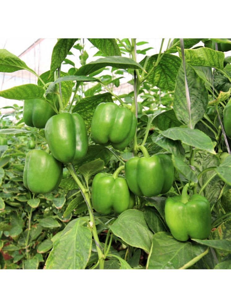     			Jignisha Seeds Hybrid Mirchi Vegetable ( 50 Seeds )