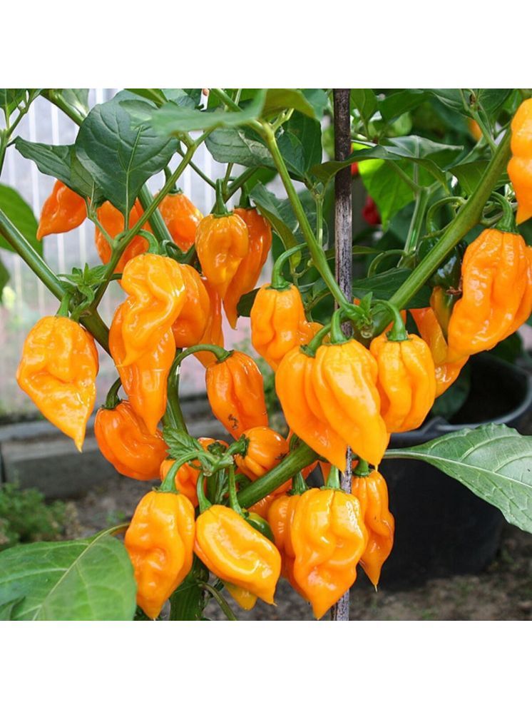     			Jignisha Seeds Hybrid Mirchi Vegetable ( 30 Seeds )