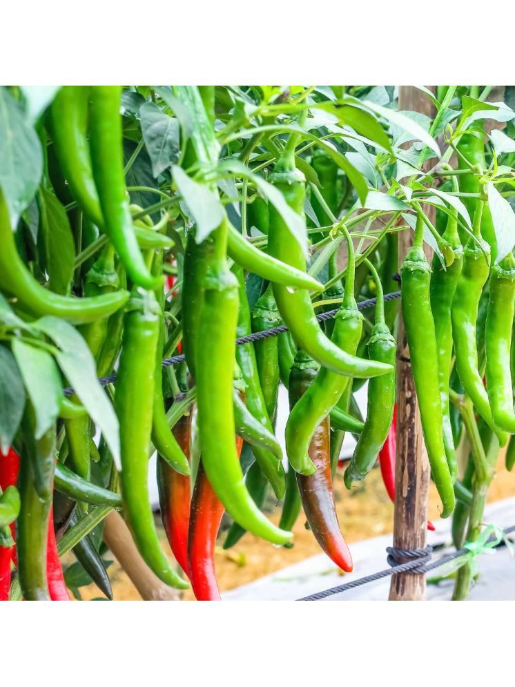     			Jignisha Seeds Organic Green Chilli Vegetable ( 50 Seeds )