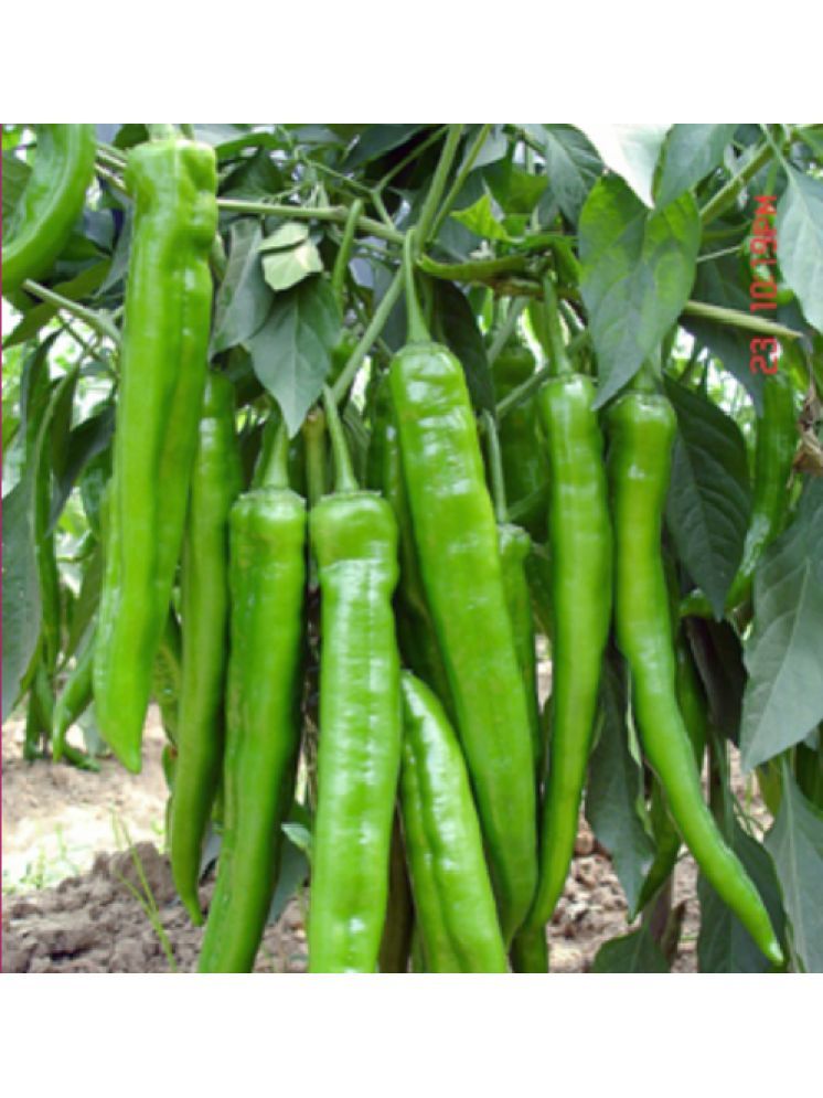     			Jignisha Seeds Organic Green Chilli Vegetable ( 50 Seeds )