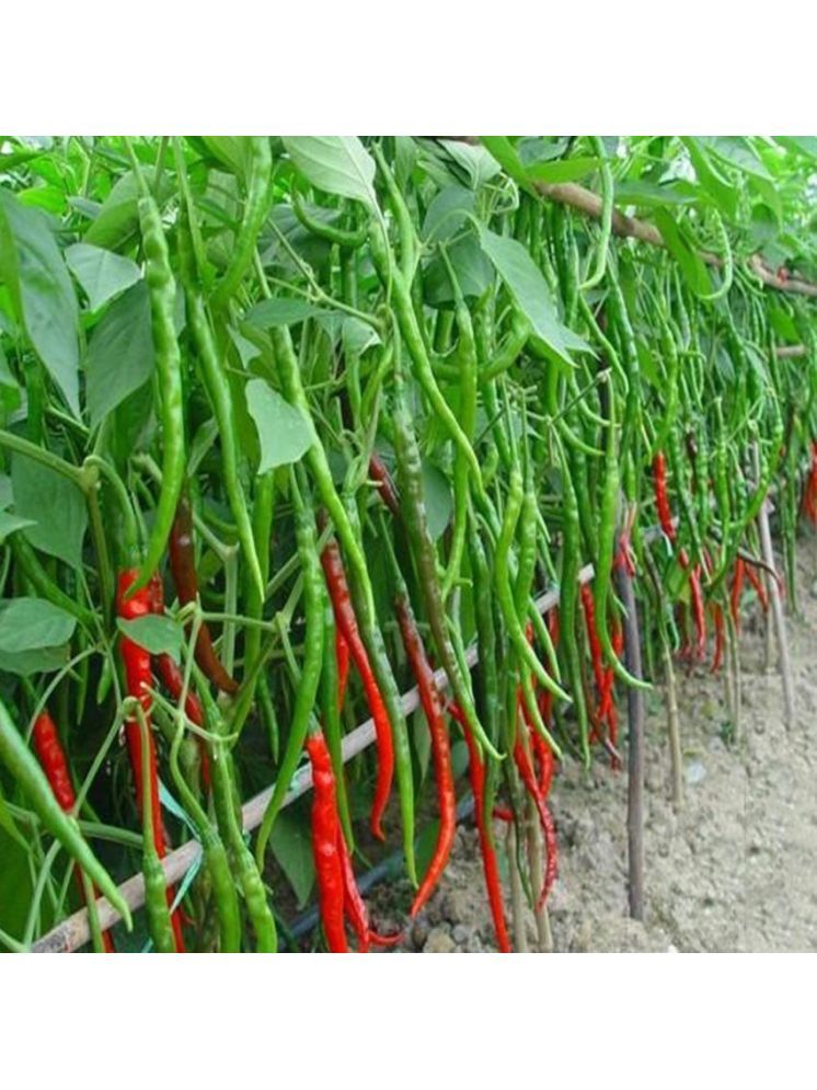     			Jignisha Seeds Organic Long Chilli Vegetable ( 50 Seeds )