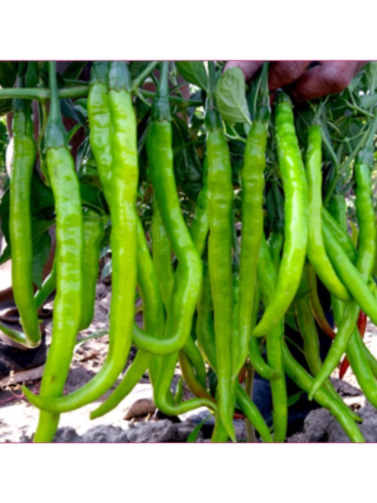     			Jignisha Seeds Organic Mirchi Vegetable ( 50 Seeds )