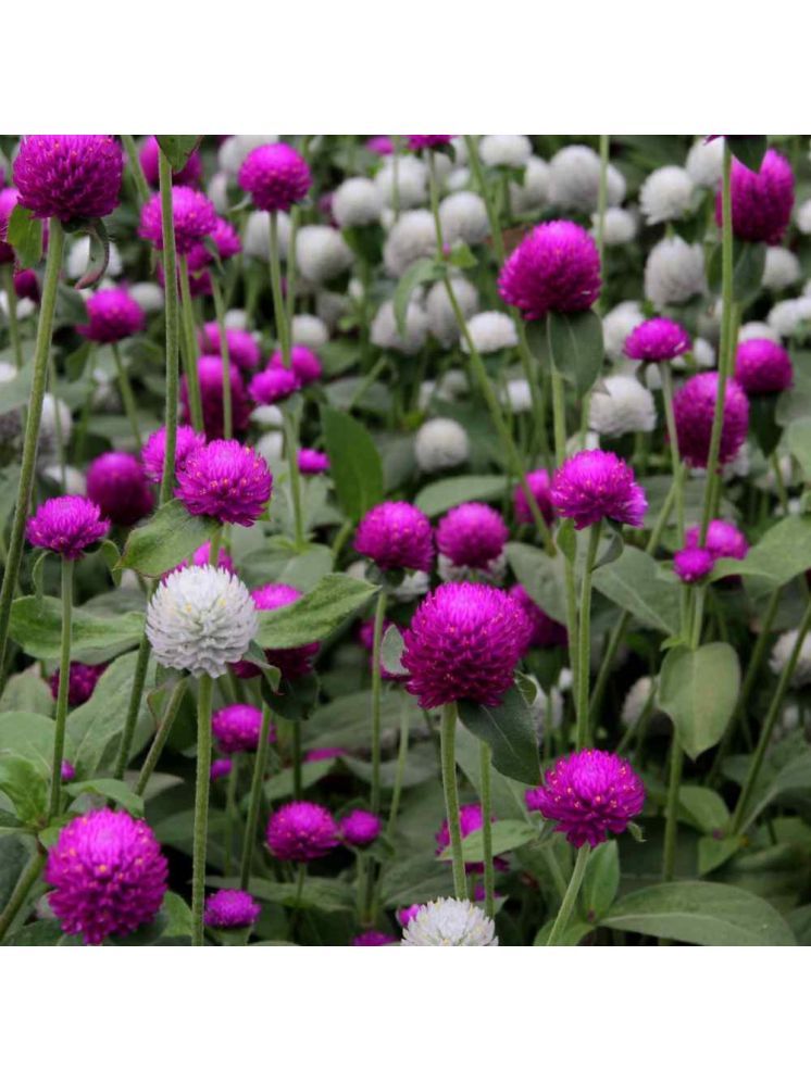     			Jignisha Seeds Gomphrena Flower ( 30 Seeds )