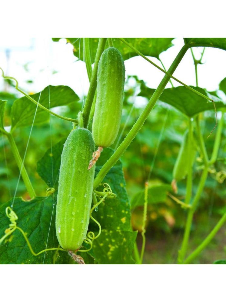     			Jignisha Seeds Hybrid Cucumber Vegetable ( 50 Seeds )