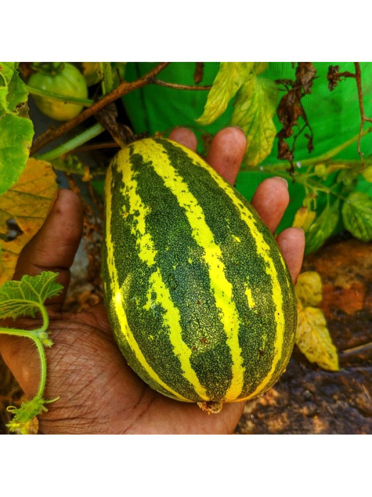     			Jignisha Seeds Hybrid Cucumber Vegetable ( 30 Seeds )