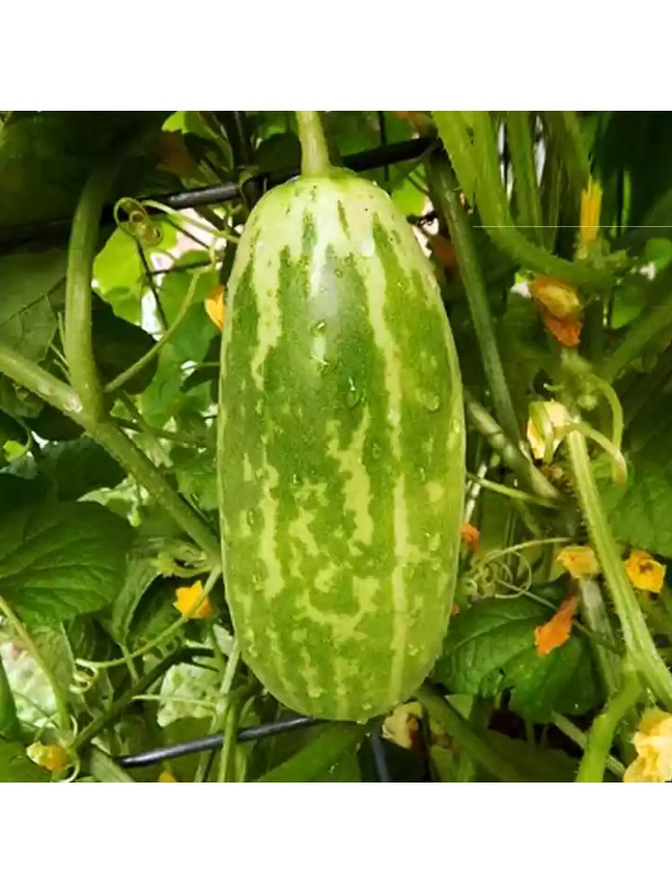     			Jignisha Seeds Hybrid Kakdi Vegetable ( 30 Seeds )