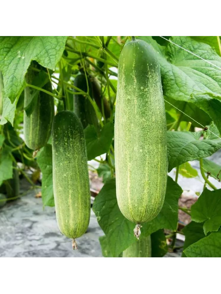     			Jignisha Seeds Hybrid Khira Vegetable ( 50 Seeds )