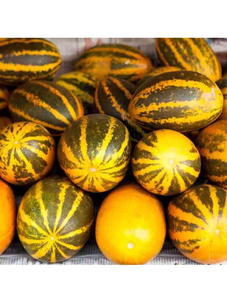     			Jignisha Seeds Hybrid Madras Cucumber Vegetable ( 30 Seeds )