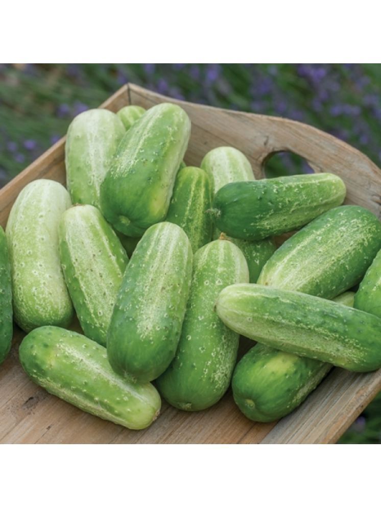     			Jignisha Seeds Organic Cucumber Vegetable ( 50 Seeds )