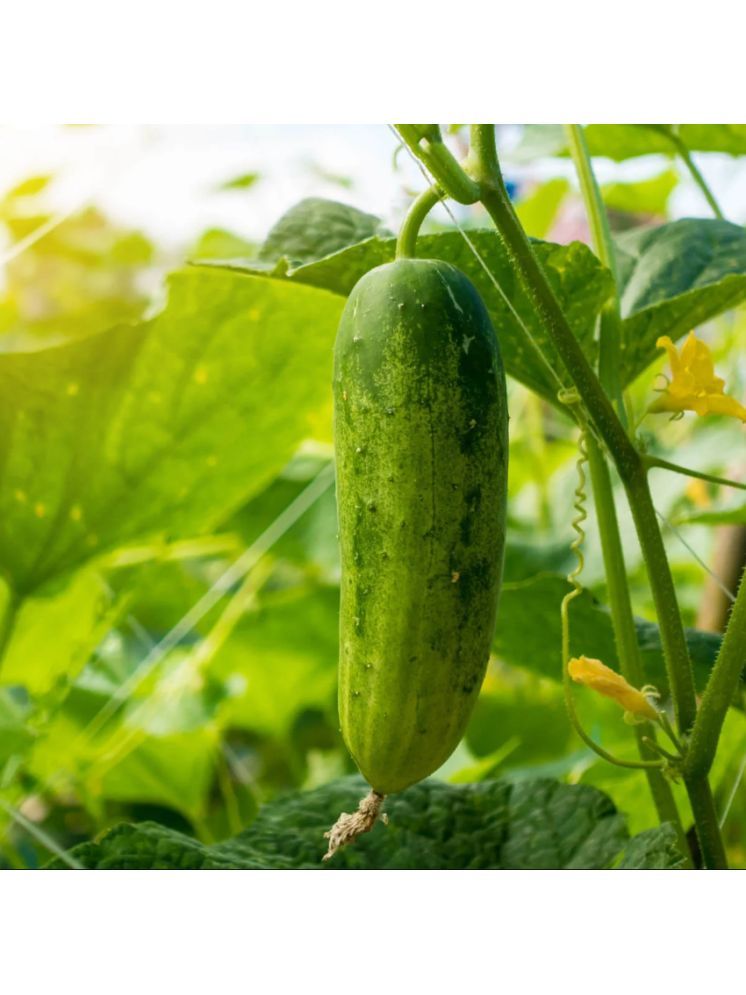     			Jignisha Seeds Organic Cucumber Vegetable ( 50 Seeds )