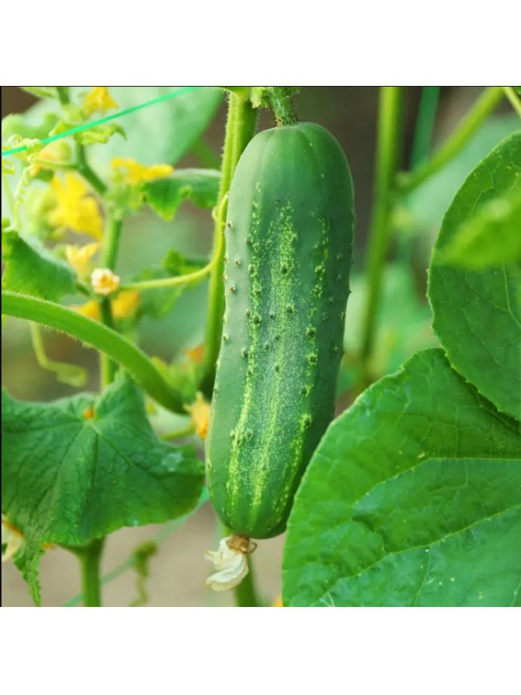     			Jignisha Seeds Organic Green Cucumber Vegetable ( 50 Seeds )